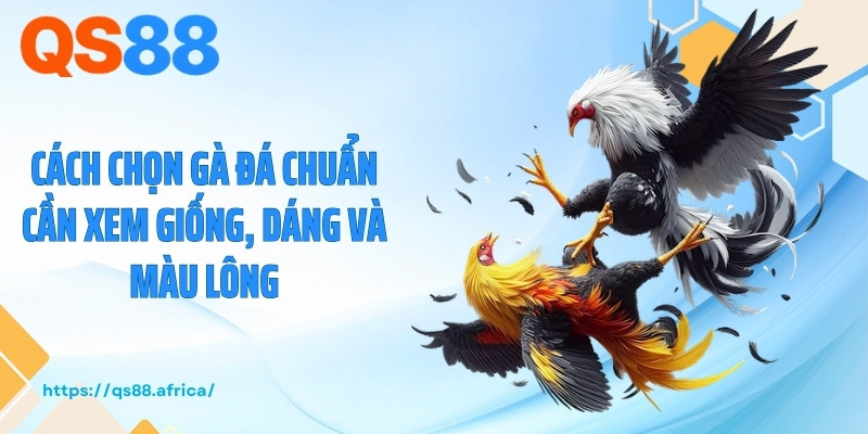 Cách chọn gà đá chuẩn cần xem giống, dáng và màu lông