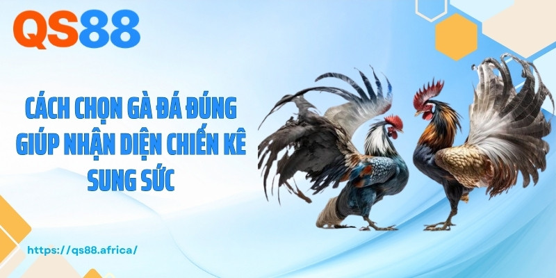 Cách chọn gà đá đúng giúp nhận diện chiến kê sung sức