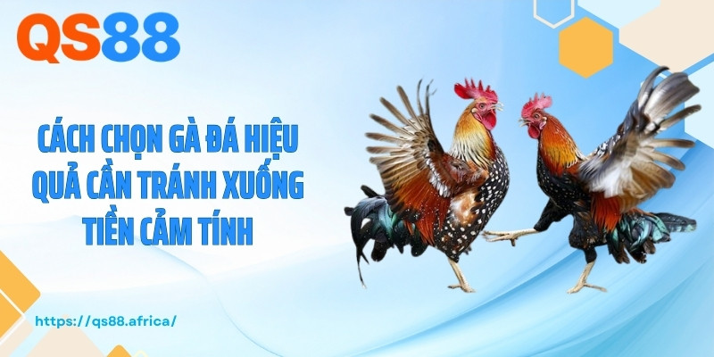 Cách chọn gà đá hiệu quả cần tránh xuống tiền cảm tính
