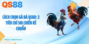 Cách Chọn Gà Đá QS88: 3 Tiêu Chí Soi Chiến Kê Chuẩn