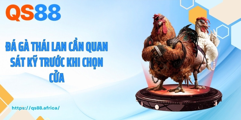 Đá gà Thái Lan cần quan sát kỹ trước khi chọn cửa