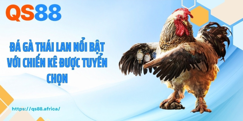 Đá gà Thái Lan nổi bật với chiến kê được tuyển chọn