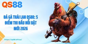 Đá Gà Thái Lan QS88: 5 Điểm Thi Đấu Nổi Bật Mới 2026