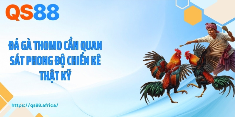 Đá gà Thomo cần quan sát phong độ chiến kê thật kỹ