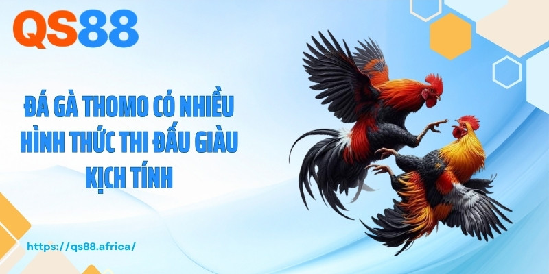 Đá gà Thomo có nhiều hình thức thi đấu giàu kịch tính