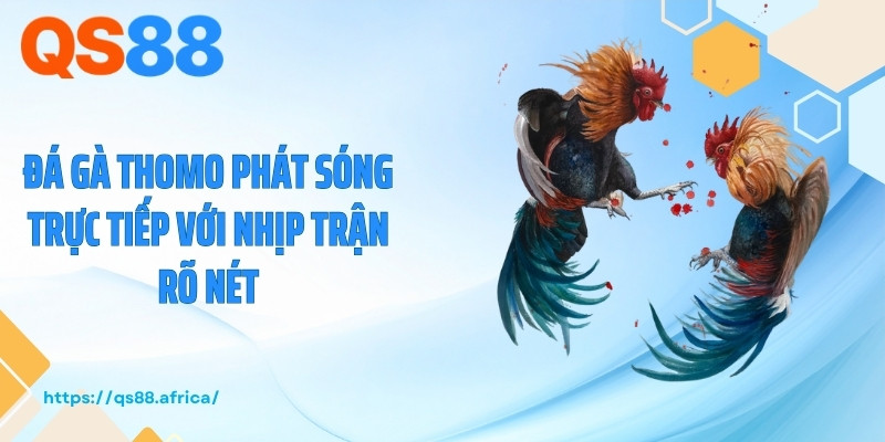 Đá gà Thomo phát sóng trực tiếp với nhịp trận rõ nét