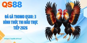 Đá Gà Thomo QS88: 3 Hình Thức Thi Đấu Trực Tiếp 2026