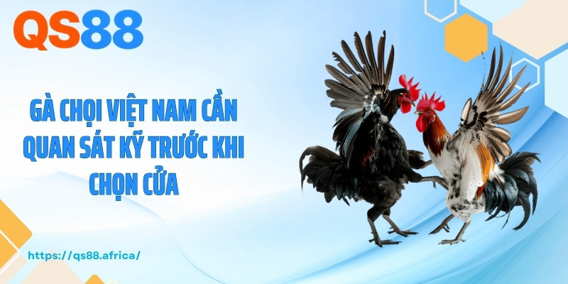 Gà chọi Việt Nam cần quan sát kỹ trước khi chọn cửa